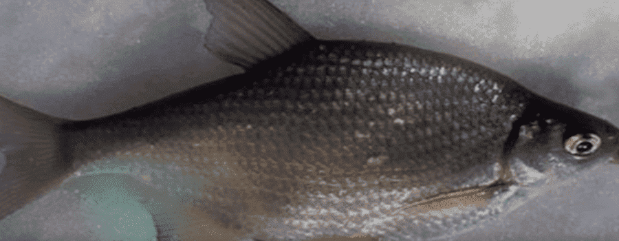 Рыба Густера фото и описание лёд
