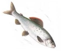 рыба хариус фото и описание белый хариус