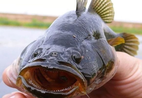 Всё о рыбе ротан: фото, описание, откуда взялся