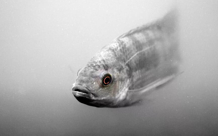 Какая рыба самая умная по мнению учёных