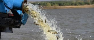 Сколько стоит зарыбить пруд для рыбалки