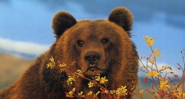 Советы при встрече человека с медведем в лесу
