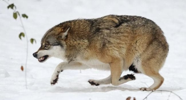 Неожиданные враги волка в природе