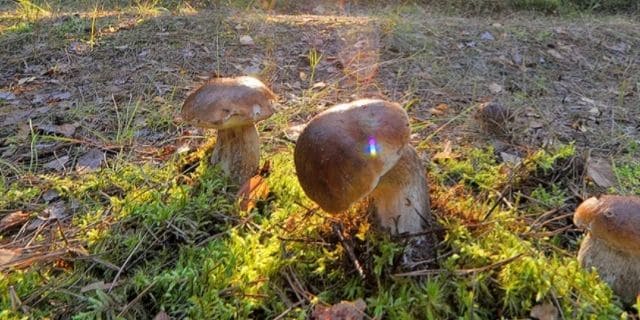 Почему за грибами ходят рано утром