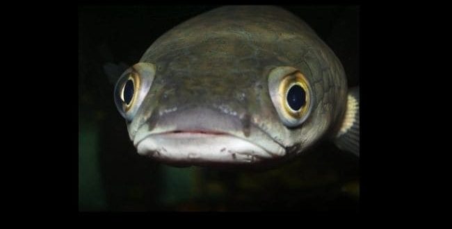 Самая умная речная рыба по мнению ученых