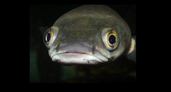 Самая умная речная рыба по мнению ученых